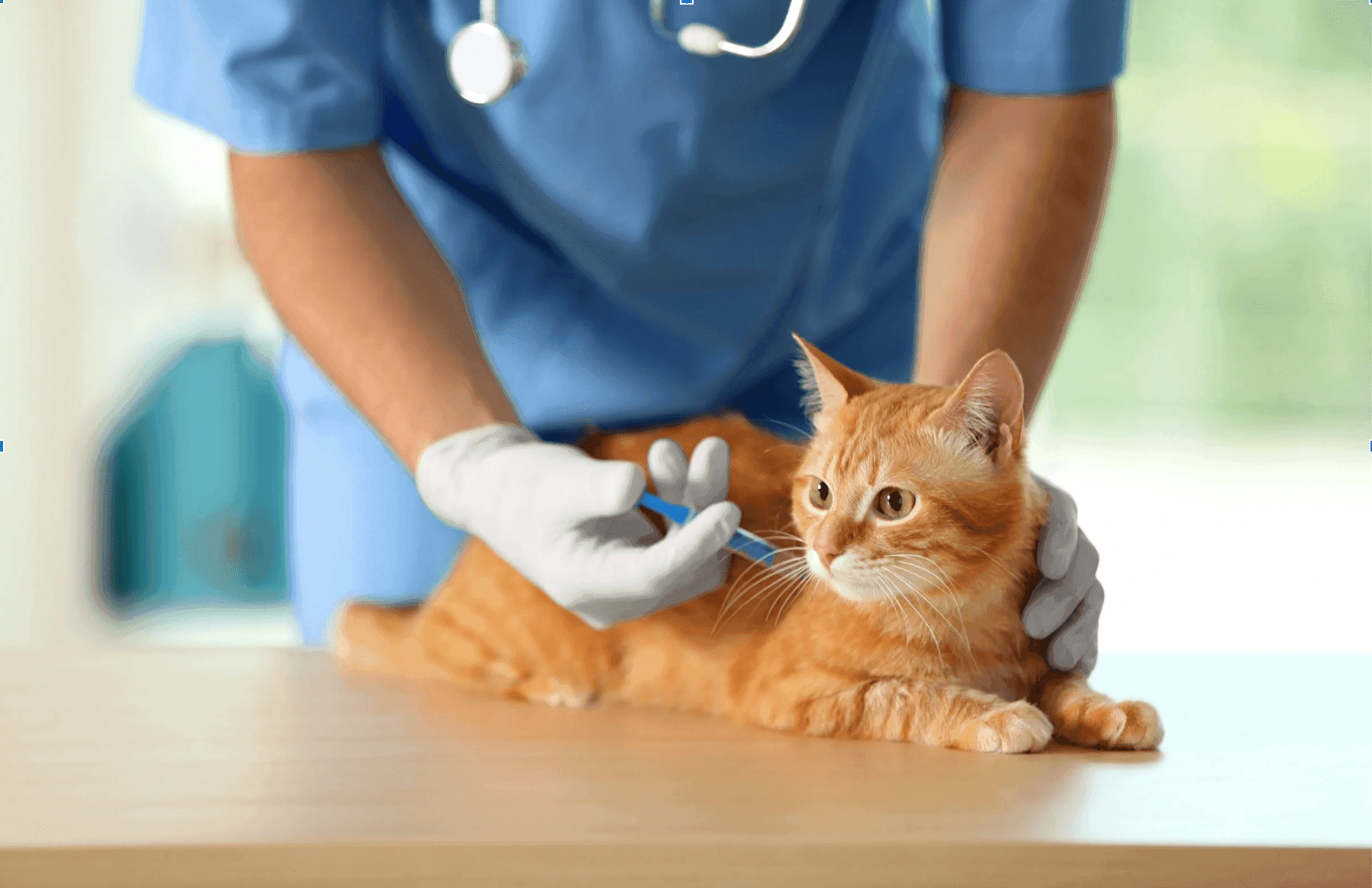 Dois-je faire vacciner mon chat ?