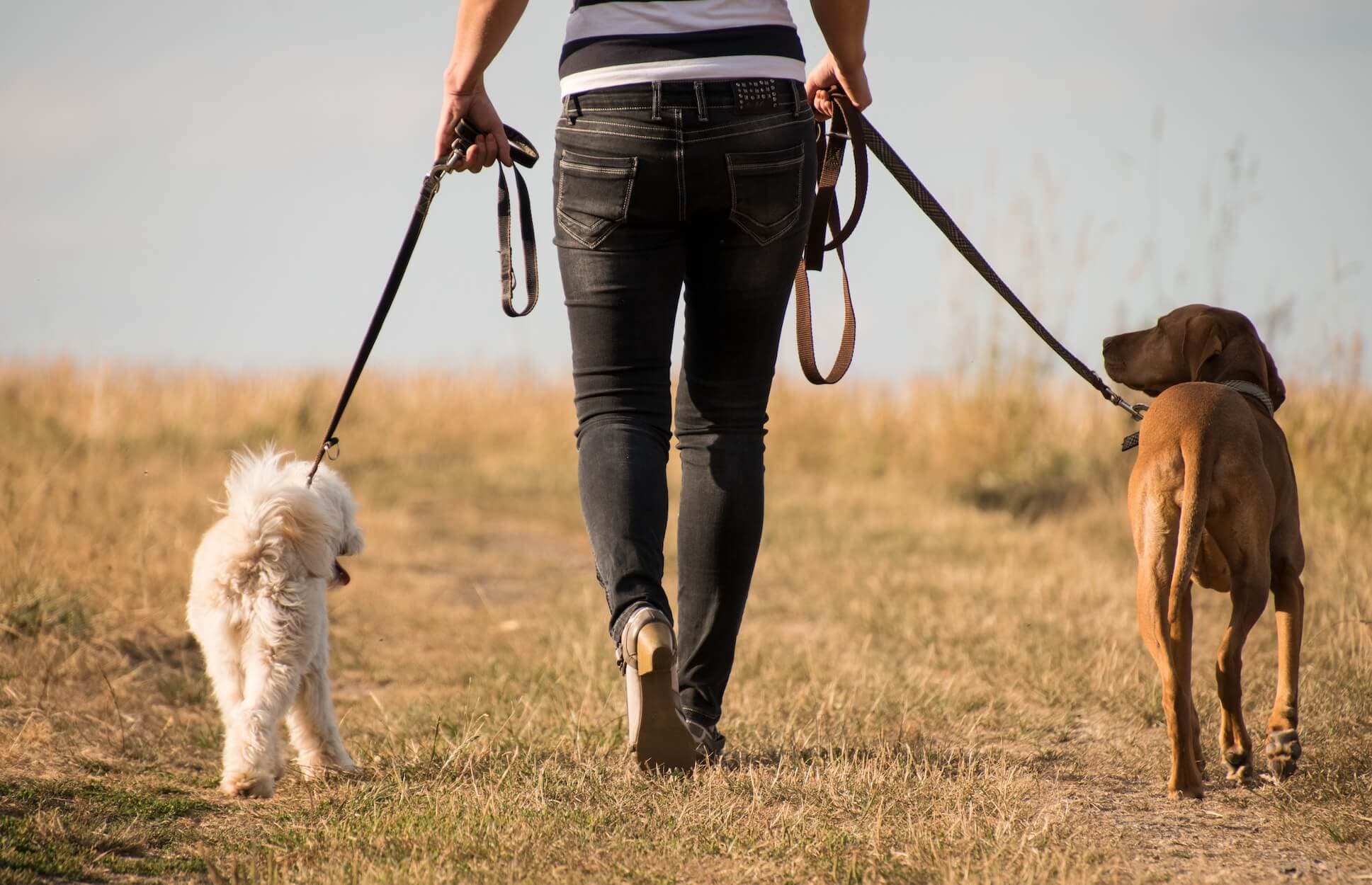 Pourquoi choisir un petsitter professionnel ?